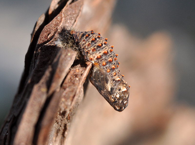 Melitaea phoebe